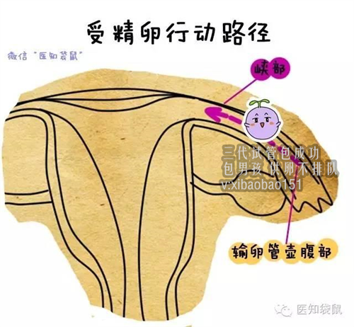 南京正规试管助孕服务,试管婴儿移植后